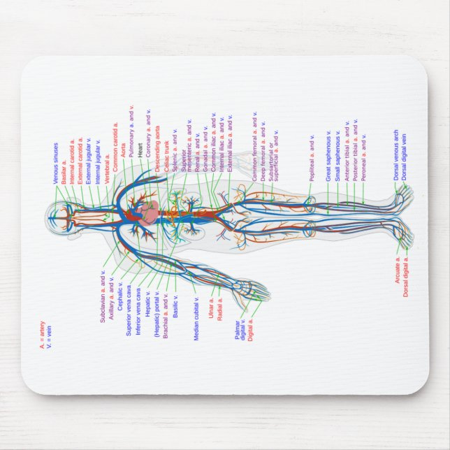 Mus Pad Human Circulatory System Arteries Musmatta (Framsidan)