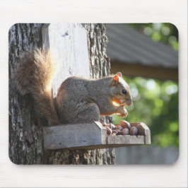Mus-penna för ekorrar musmatta