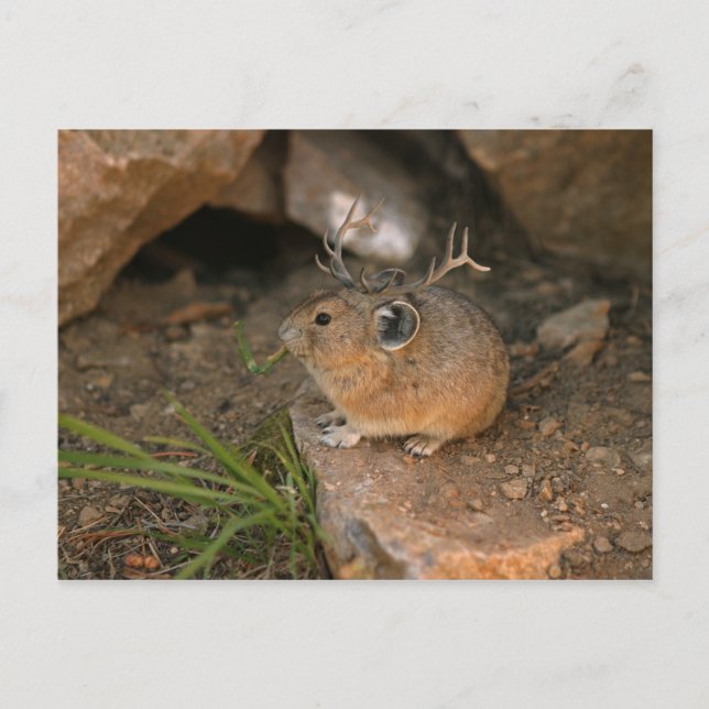 mus vykort (Framsida)