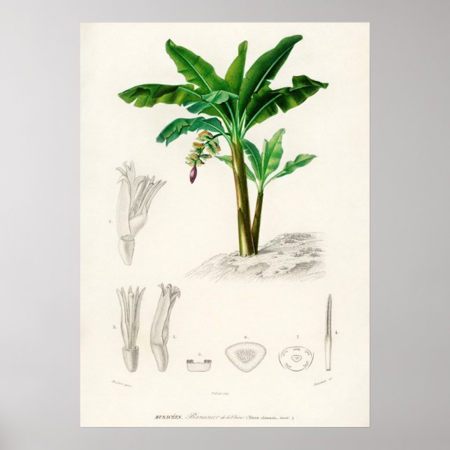 Musa Chinensis Poster (Framsidan)