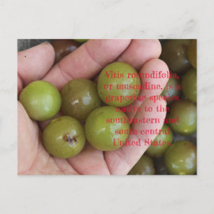Muscadine's from Home Garden - Postcard Vykort