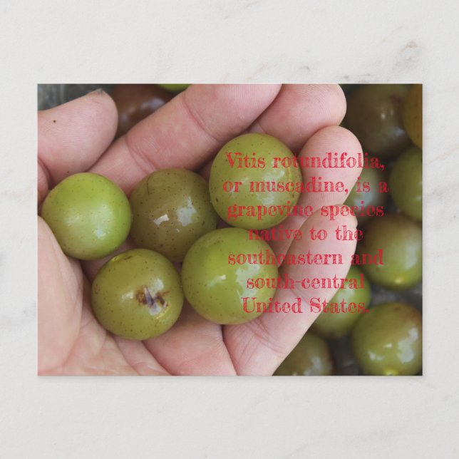 Muscadine's from Home Garden - Postcard Vykort (Framsida)