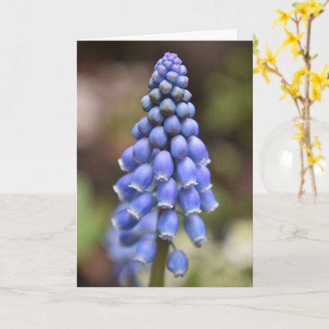 Muscari Armeniacum , grafikkort Kort (Gul blomma)