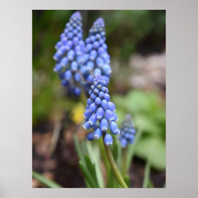 Muscari Armeniacum, Grape Hyacinth Poster (Framsidan)