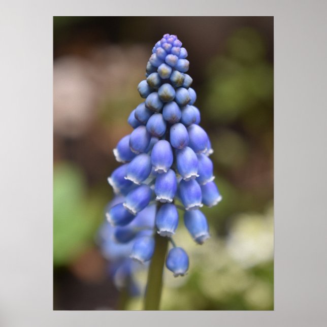 Muscari Armeniacum, Grape Hyacinth Poster (Framsidan)