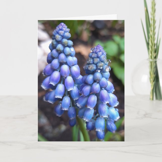 Muscari Armeniacum , Grape Hyacinth with Raindrops Kort (Framsida)