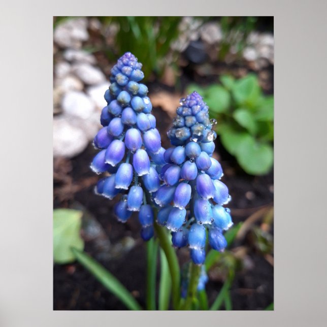 Muscari Armeniacum , Grape Hyacinth with Raindrops Poster (Framsidan)