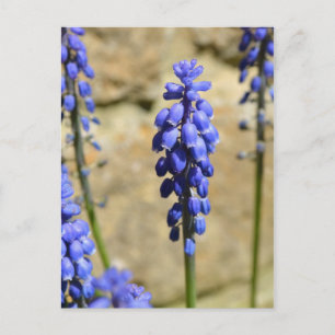 Muscari Grape Hyacint vykort
