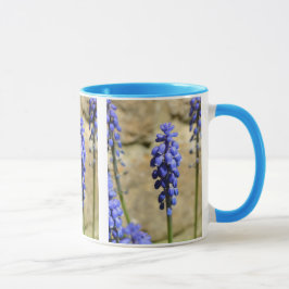 Muscari Grape Hyacinth Mugg