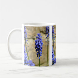 Muscari Grape Hyacinth Mugg