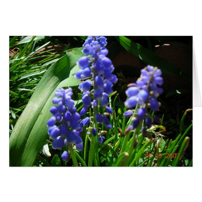 Muscari Hälsningskort (Framsidan Horizontal)