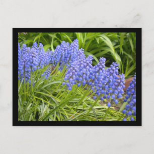 Muscari Vykort