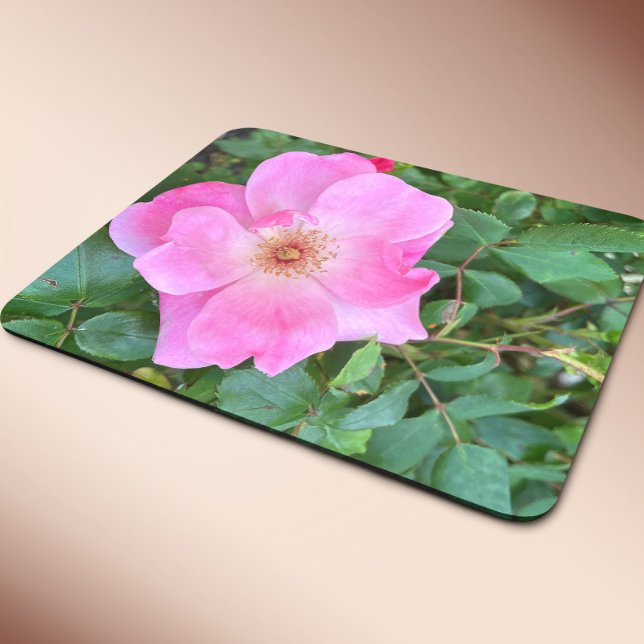 Muschad för blommans blomma i rosa ros musmatta (Skapare uppladdad)
