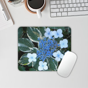 Muschad med variegerat blått Hydrangea Musmatta