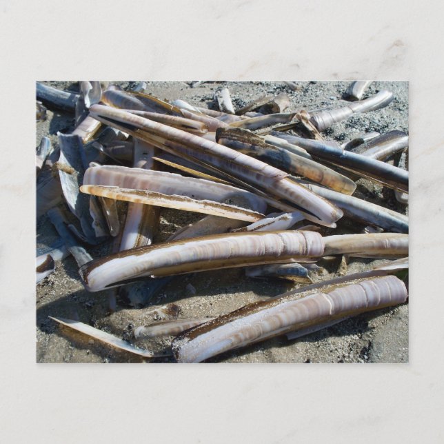 Muscheln Vykort (Framsida)