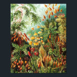 Muscinae illustration av Ernst Haeckel Poster<br><div class="desc">Ernst Haeckel (1834-1919) var tysk zoolog, naturalist, eugenicist, filosof, läkare, professor, marinbiolog och konstnär. Han upptäckte, beskrev och namngav tusentals nya arter, kartlade ett genealogiskt träd som gällde alla livsformer och kopplade många termer inom biologin, däribland ekologi, fylum, fylogen och Protista.</div>
