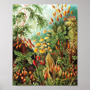 Muscinae illustration av Ernst Haeckel Poster