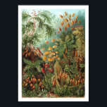 Muscinae Poster<br><div class="desc">Ernst Haeckels Kunstformen der Natur 1904, som skildrar organismer klassificerade som Muscinae. Mossarna är små, mjuka växter som normalt är 1-10 cm långa (0, 4-4 tum), men vissa arter är mycket större. De växer vanligtvis nära samman i klumpar eller mattor på fuktiga eller skugga ställen. De har inga blommor eller...</div>