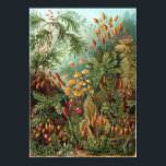 Muscinae Poster<br><div class="desc">En färg-platta från Ernst Haeckels "Kunstformen der Natur" (1904),  som skildrar organismer klassificerade som Muscinae.</div>