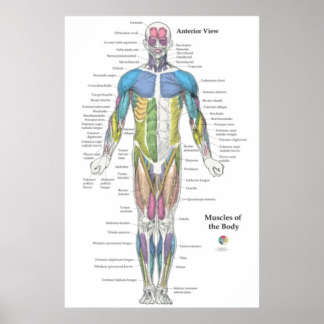Muscle Anatomy Anterior View Chart Poster (Framsidan)