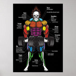 Muscle Anatomy Chart - Gym Workout Bodybuilding Poster