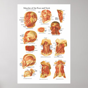 Muscle Anatomy of the Ansikte and Nacke Chart Poster