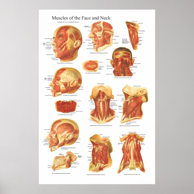 Muscle Anatomy of the Ansikte and Nacke Chart Poster (Framsidan)