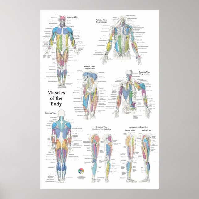 Muscle Anatomy Posterior Anterior Poster (Framsidan)