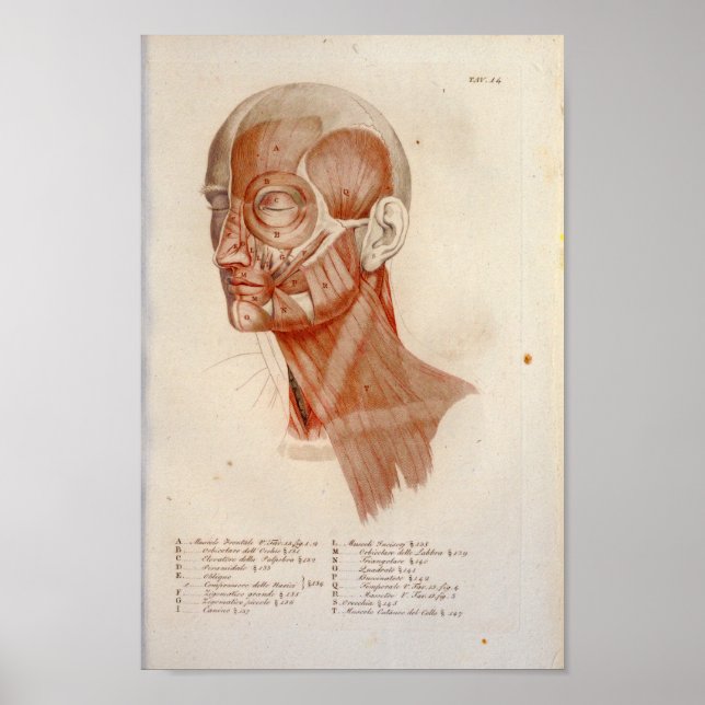 Muscle Anatomy Print Ansikte Nacke Fransk Poster (Framsidan)