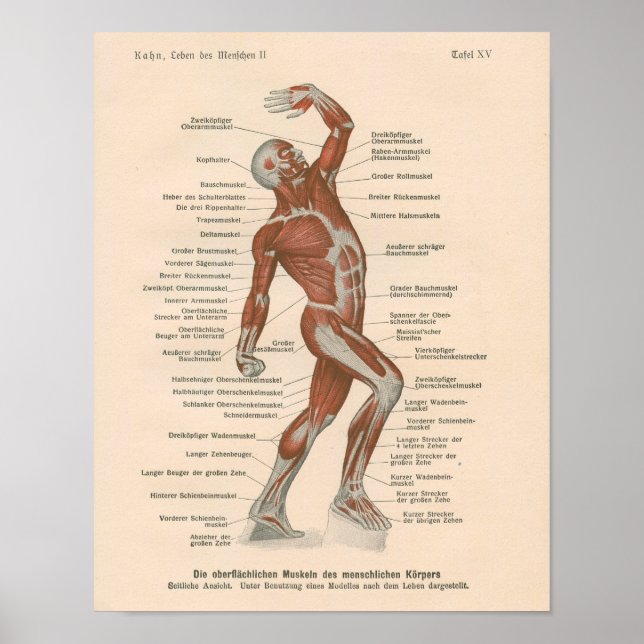 Muscle Anatomy Vintage Print på tyska Poster (Framsidan)