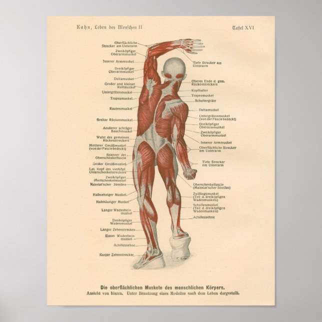 Muscle Anatomy Vintage Print på tyska Poster (Framsidan)