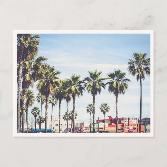 Muscle Beach Venice Beach California Palm Tree Vykort (Framsida)