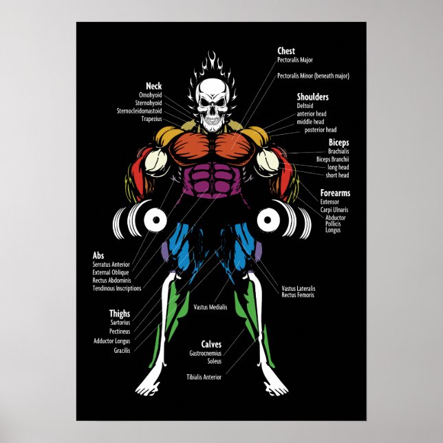 Muscle Chart, Anatomy Diagram - Gym Workout Poster (Framsidan)
