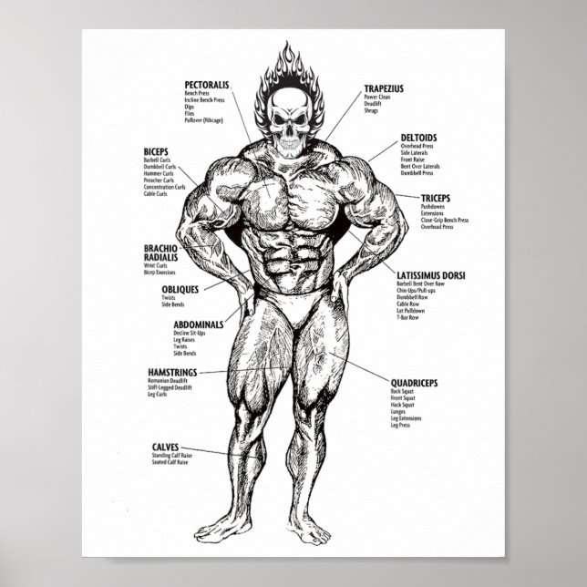 Muscle Chart And Exercise Guide - Bodybuilding Mot Poster (Framsidan)