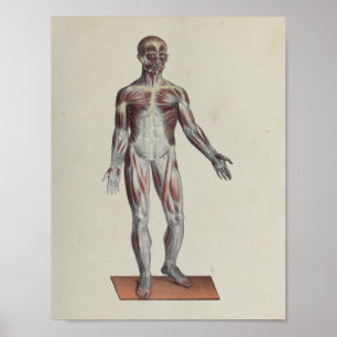 Muscle Fascia Anatomy Print Anterior Poster