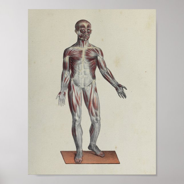 Muscle Fascia Anatomy Print Anterior Poster (Framsidan)