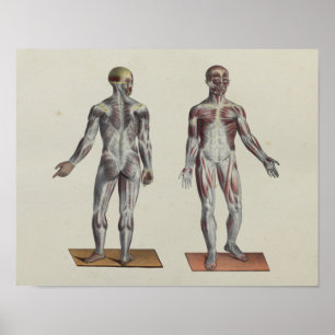 Muscle Fascia Anatomy Print Front Poster