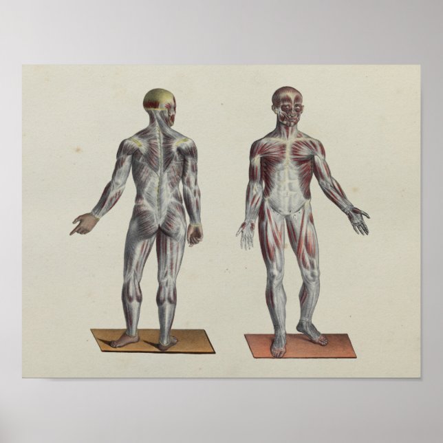 Muscle Fascia Anatomy Print Front Poster (Framsidan)