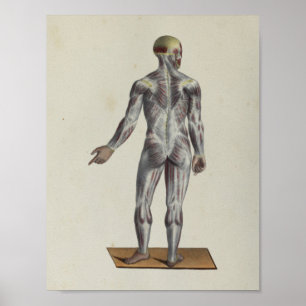 Muscle Fascia Anatomy Print Posterior Poster
