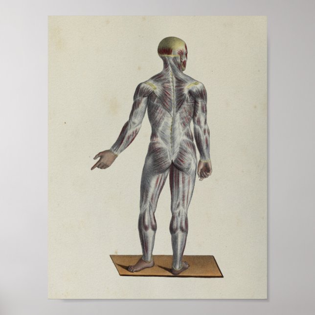 Muscle Fascia Anatomy Print Posterior Poster (Framsidan)
