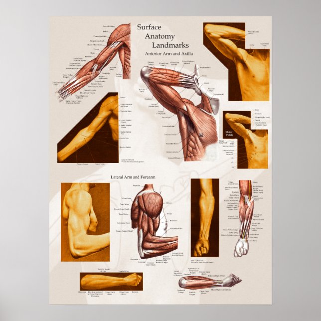 Muscle Yta Anatomy Poster Arm & Shoulder (Framsidan)