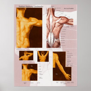 Muscle Yta Anatomy Poster back & Shoulder