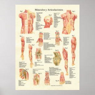 Muscles Anatomy Músculos Anatomia Spain Chart Poster
