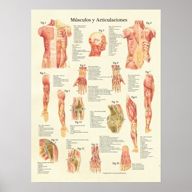 Muscles Anatomy Músculos Anatomia Spain Chart Poster (Framsidan)