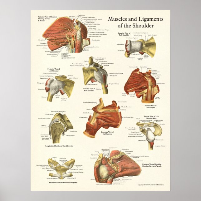 Muscles & Ligaments Shoulder Anatomy Poster (Framsidan)