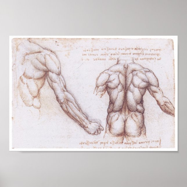 Muscles of the Back, Leonardo da Vinci Poster (Framsidan)
