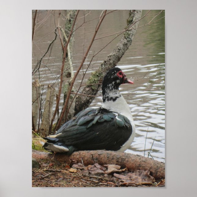 Muscovy Anka by Pond Poster (Framsidan)