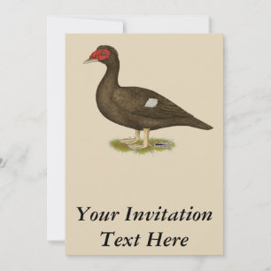 Muscovy Anka Chocolate Inbjudningar