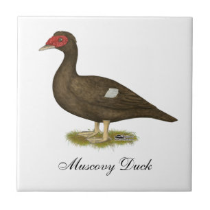 Muscovy Anka Chocolate Kakelplatta