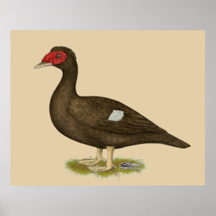 Muscovy Anka Chocolate Poster